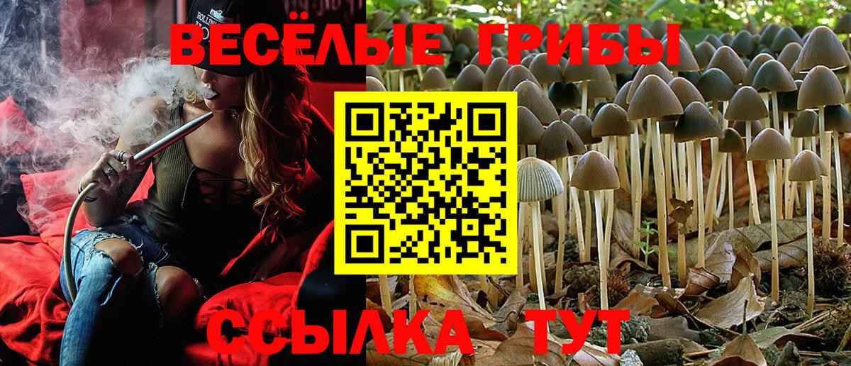 где купить   Псилоцибиновые грибы MAGIC MUSHROOMS  Вход с VPN  Луга 